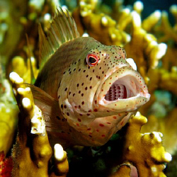 Yawning Hawkfish taken with a Canon G9 and Ikelite DS51 s... by James Dawson 